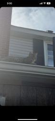 Lost Male Cat last seen My hse, Bradner, OH 43406