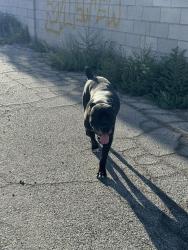 Found/Stray Male Dog last seen Mountain vista & Russel , Las Vegas, NV 89120