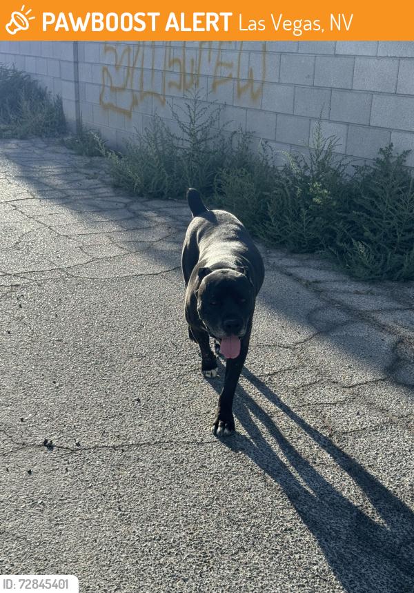 Found/Stray Male Dog last seen Mountain vista & Russel , Las Vegas, NV 89120