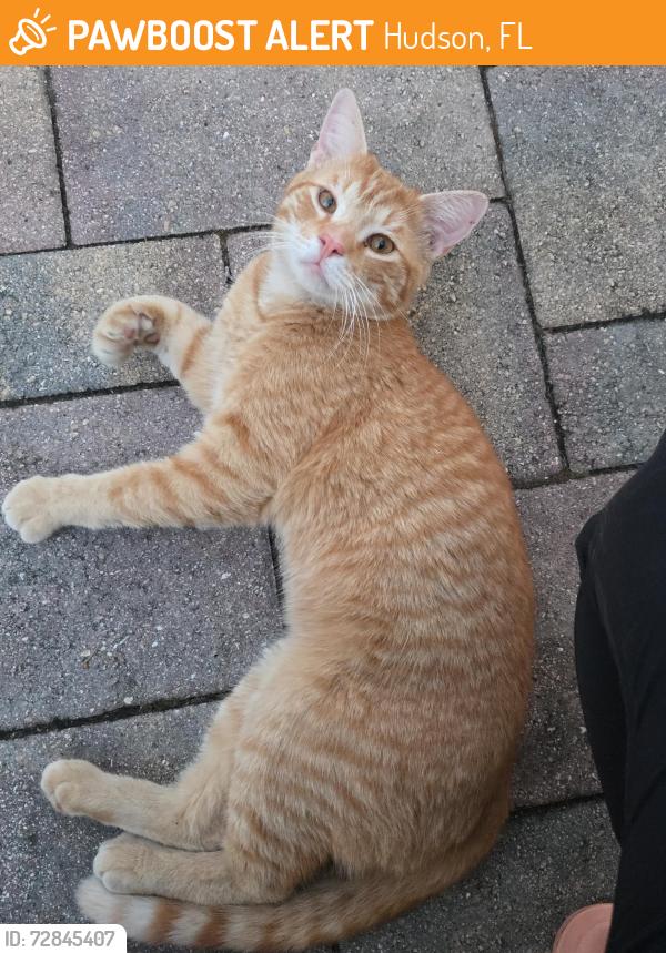 Found/Stray Male Cat last seen Hudson rd and little , Hudson, FL 34669