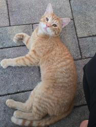 Found/Stray Male Cat last seen Hudson rd and little , Hudson, FL 34669