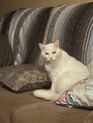 Lost Male Cat last seen Pawnee and rock , Wichita, KS 67207