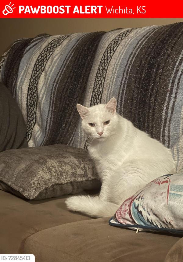 Lost Male Cat last seen Pawnee and rock , Wichita, KS 67207
