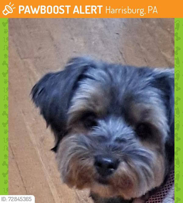 Found/Stray Female Dog last seen 21st and Chestnut , Harrisburg, PA 17104