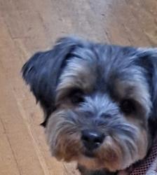 Found/Stray Female Dog last seen 21st and Chestnut , Harrisburg, PA 17104