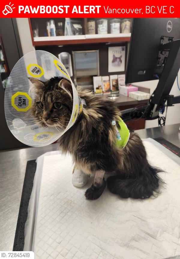 Found/Stray Female Cat last seen Thurlow and Pacific Streets, Vancouver, BC V6E 4C2