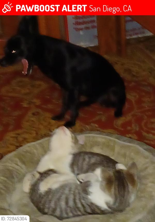 Lost Female Dog last seen El cajon blvd, San Diego, CA 92116
