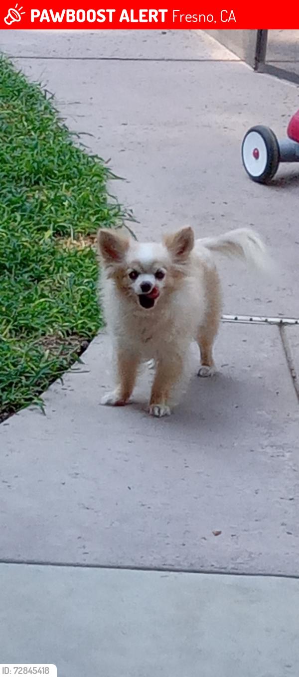 Lost Male Dog last seen Willow/Alluvial, Fresno, CA 93611