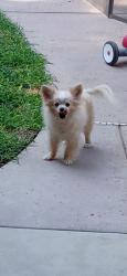Lost Male Dog last seen Willow/Alluvial, Fresno, CA 93611