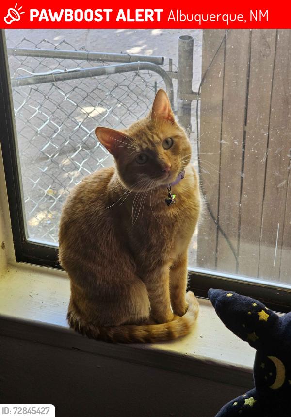 Lost Male Cat last seen by the owl cafe, Albuquerque, NM 87123