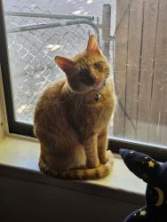 Lost Male Cat last seen by the owl cafe, Albuquerque, NM 87123