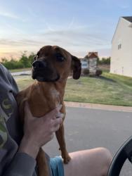 Found/Stray Female Dog last seen ord Church Rd or Groce Meadow Rd, Greer, SC 29687