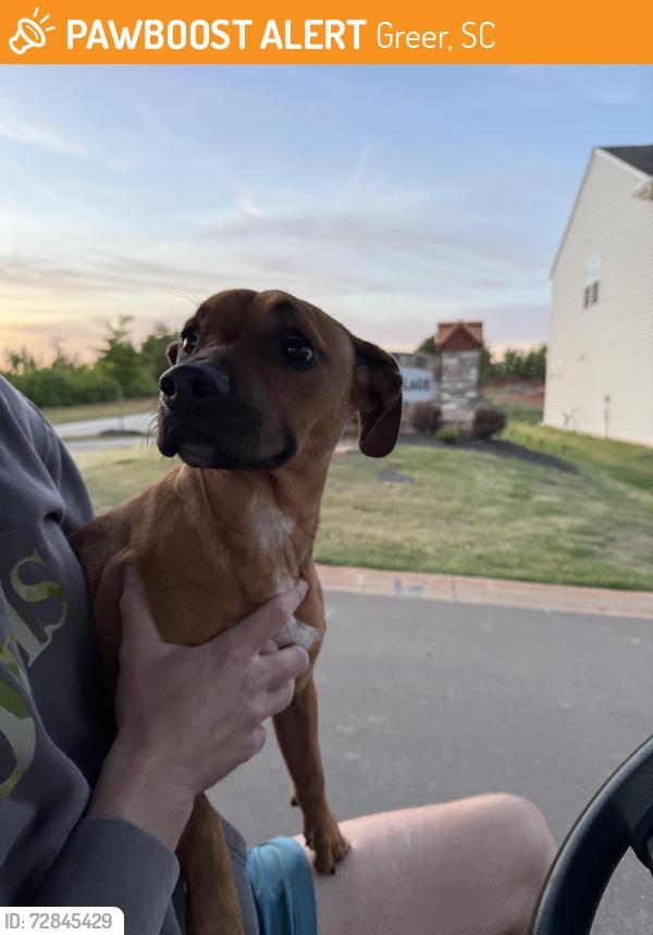 Found/Stray Female Dog last seen ord Church Rd or Groce Meadow Rd, Greer, SC 29687