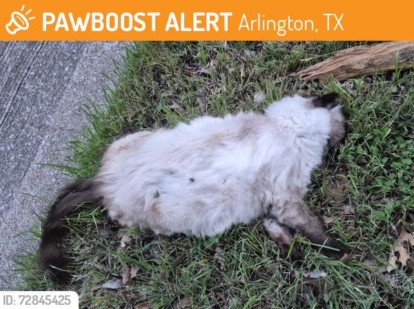 Found/Stray Unknown Cat last seen Perkins Rs and Highgate, Arlington, TX 76016