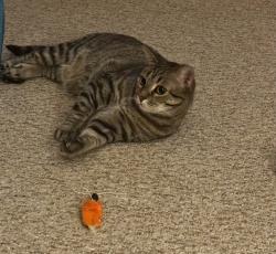 Lost Male Cat last seen Sunnyside Village, Smyrna, DE 19977