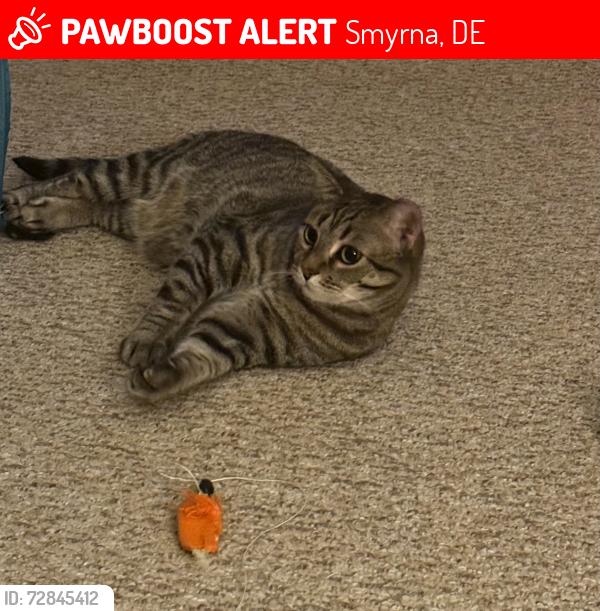 Lost Male Cat last seen Sunnyside Village, Smyrna, DE 19977
