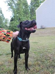 Found/Stray Unknown Dog last seen Wheat field drive, Mount Holly, NC 28120