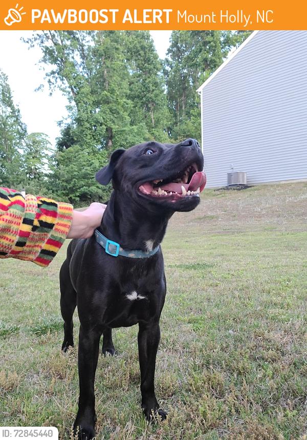 Found/Stray Unknown Dog last seen Wheat field drive, Mount Holly, NC 28120