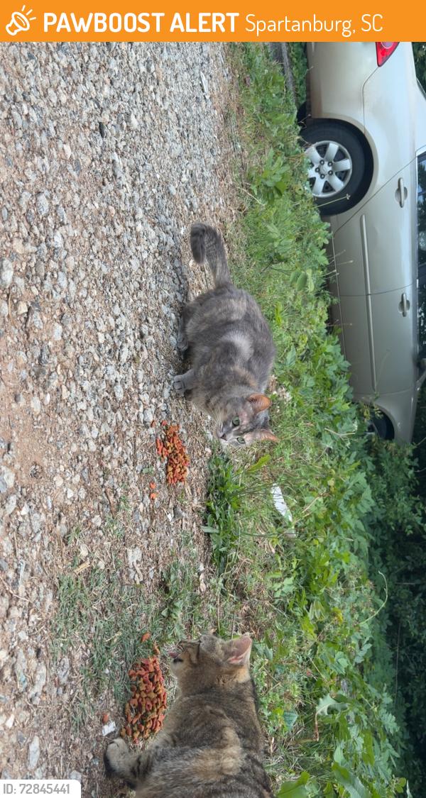 Found/Stray Female Cat last seen Found on Tennent Street , Spartanburg, SC 29301