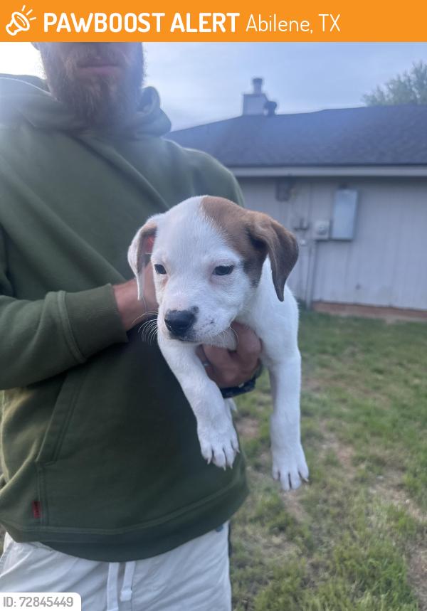 Found/Stray Female Dog last seen Friars & Chaucer, Abilene, TX 79602