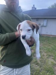 Found/Stray Female Dog last seen Friars & Chaucer, Abilene, TX 79602