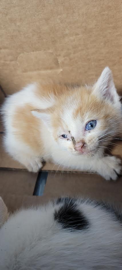 Shelter Stray Male Cat last seen , Chatsworth, CA 91311