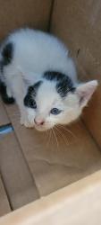 Shelter Stray Female Cat last seen , Chatsworth, CA 91311