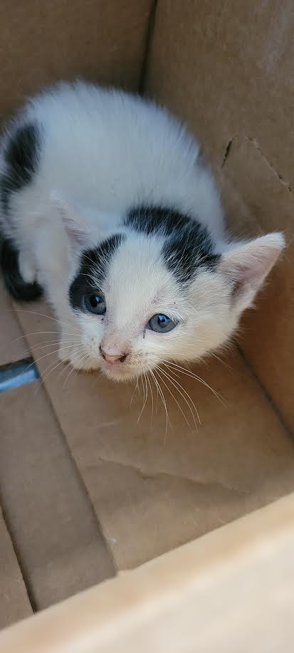 Shelter Stray Female Cat last seen , Chatsworth, CA 91311