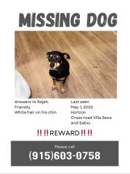 Lost Male Dog last seen Villa Seca & Sabio, Horizon City, TX 79928