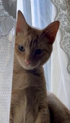 Lost Male Cat last seen Park Avenue, Herndon VA, Herndon, VA 20170