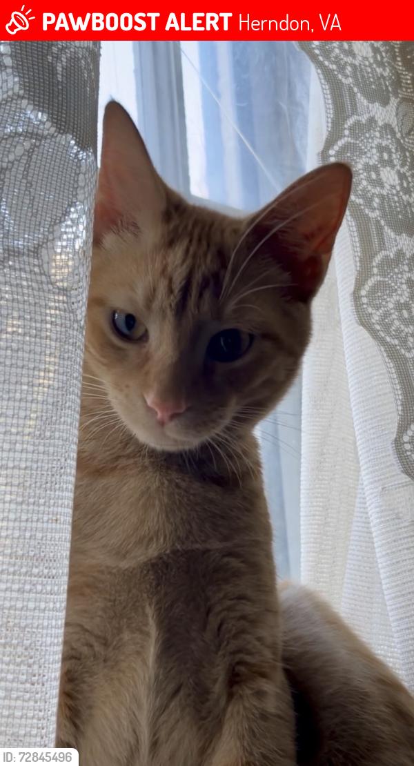 Lost Male Cat last seen Park Avenue, Herndon VA, Herndon, VA 20170