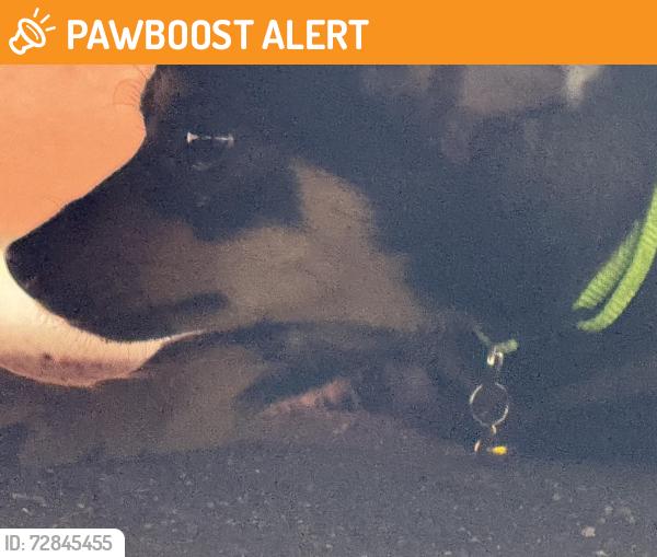 Found/Stray Unknown Dog last seen Hereford dr and Fairfield , East Los Angeles, CA 90022