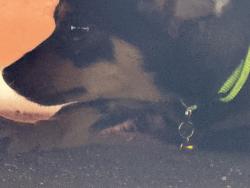 Found/Stray Unknown Dog last seen Hereford dr and Fairfield , East Los Angeles, CA 90022