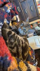Reunited Male Cat last seen First St & Kern Ave. , Gilroy, CA 95020