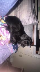 Lost Male Dog last seen the upper allen police and firestation, Difficult Run, VA 22124