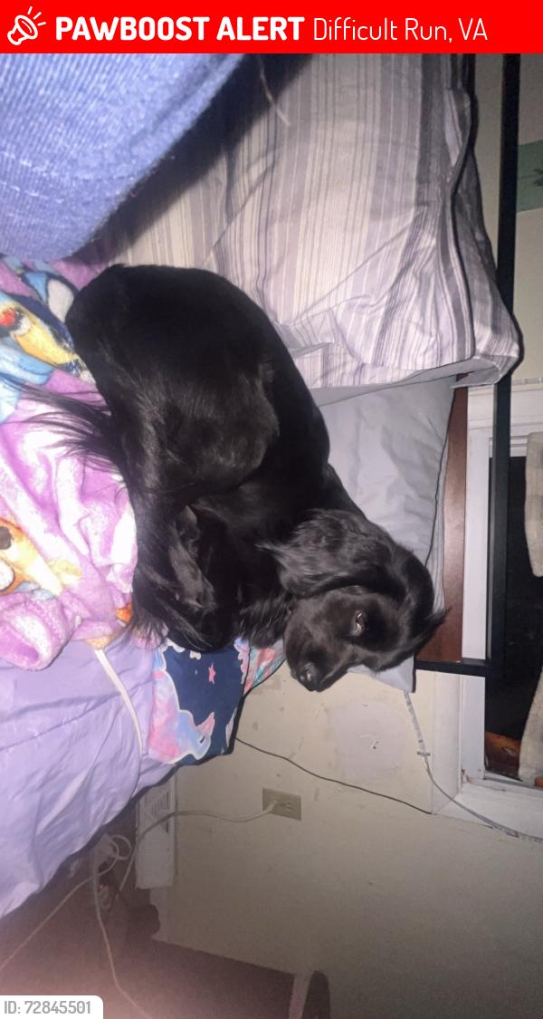 Lost Male Dog last seen the upper allen police and firestation, Difficult Run, VA 22124