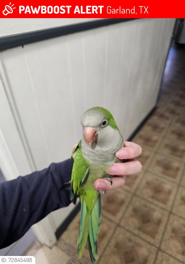 Lost Female Bird last seen S sailor road , Garland, TX 75041