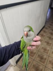 Lost Female Bird last seen S sailor road , Garland, TX 75041