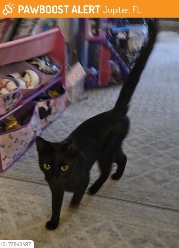 Found/Stray Unknown Cat last seen Ocean Bluffs Blvd , Jupiter, FL 33477
