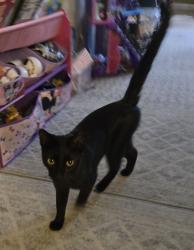 Found/Stray Unknown Cat last seen Ocean Bluffs Blvd , Jupiter, FL 33477