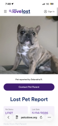 Lost Male Dog last seen walking around the streets, Rowlett, TX 75088