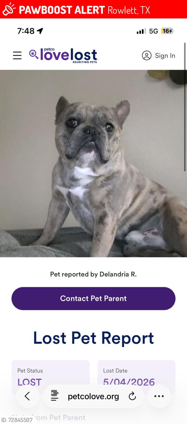 Lost Male Dog last seen walking around the streets, Rowlett, TX 75088