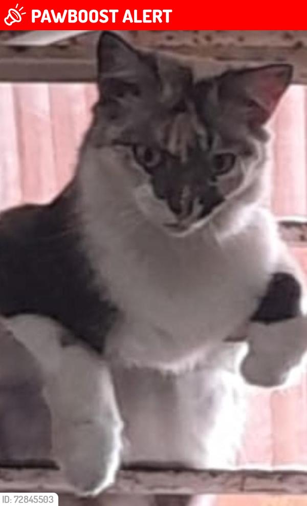 Lost Female Cat last seen Rua Samuel Libório de avila, Jardim Adriana, SP 07135-250