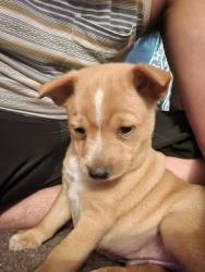 Lost Male Dog last seen Shaw and ninth, old spaghetti factory, Fresno, CA 93710