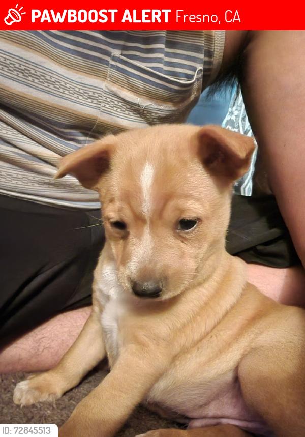 Lost Male Dog last seen Shaw and ninth, old spaghetti factory, Fresno, CA 93710