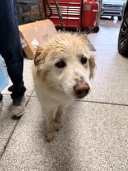 Found/Stray Unknown Dog last seen Antelope park, Sparks, NV 89434