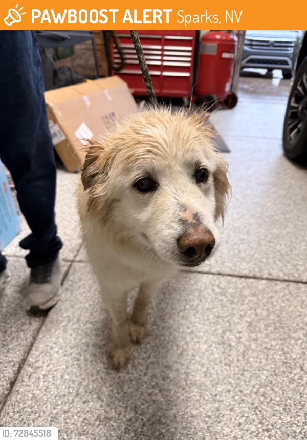 Found/Stray Unknown Dog last seen Antelope park, Sparks, NV 89434