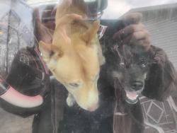 Found/Stray Unknown Dog last seen Near Brookston Rd, Cloquet MN, Cloquet, MN 55720
