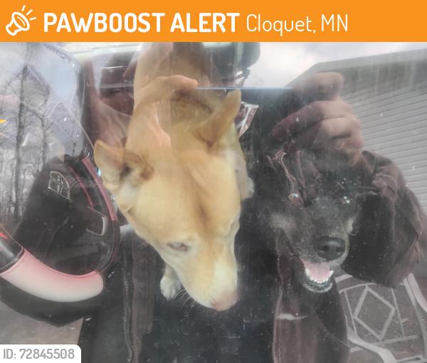 Found/Stray Unknown Dog last seen Near Brookston Rd, Cloquet MN, Cloquet, MN 55720