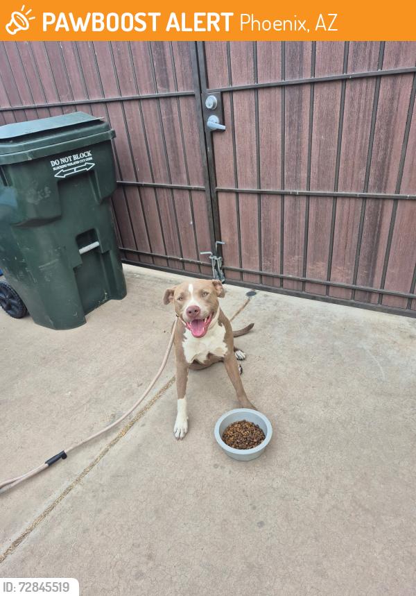 Found/Stray Female Dog last seen 51st Ave & Osborn , Phoenix, AZ 85031